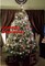 Real Christmas Trees Delivered 7 Foot Premium Balsam-Fraser Fir Hybrid